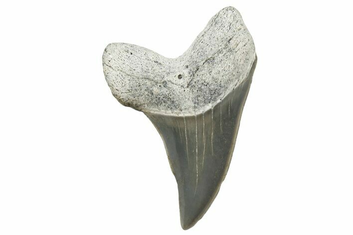 Fossil Hooked White Shark Tooth - Lee Creek (Aurora), NC #300468
